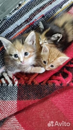 Котята в добрые руки