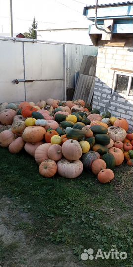 Тыква оптом