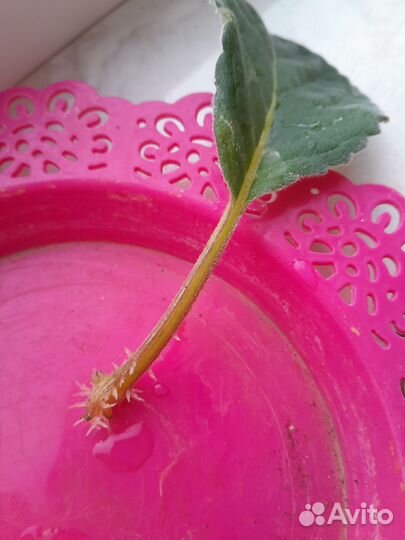 Глоксинья. Бальзамин