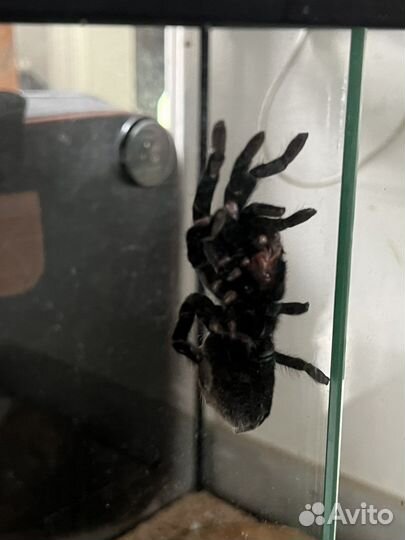 Паук птицеед