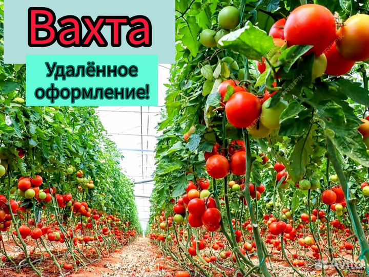 Овощевод в теплицу. Вахта 45 дней. Соцпакет