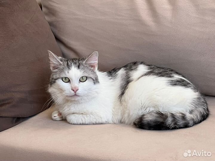 Кот молодой в добрые руки