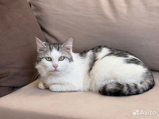 Кот молодой в добрые руки