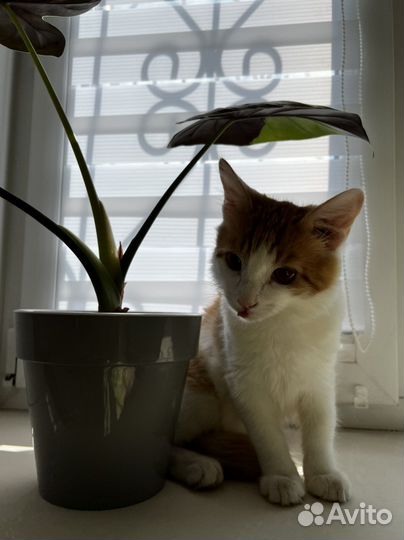 Чудо кот
