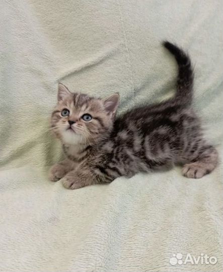 Шотландский вислоухий кот ищет невесту - кошку для