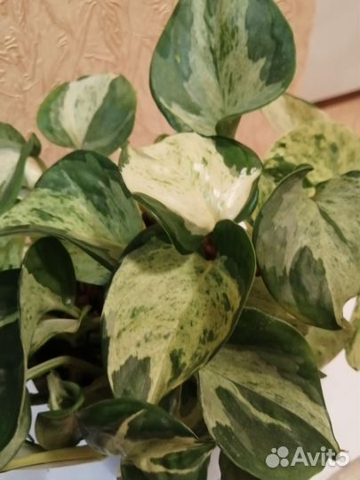 Сингониумы и сциндапсус