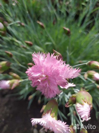 Гвоздика махровая почвопокровная и травянка. Флокс