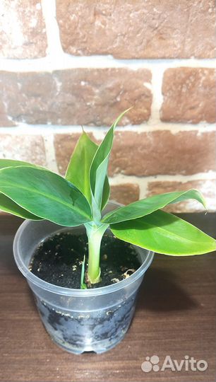 Банан домашний (Муса Тропикана)