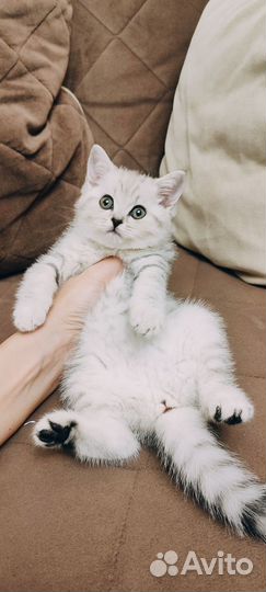 Шотландская девочка