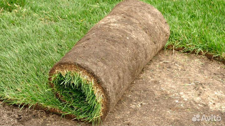 Газон рулонный с укладкой