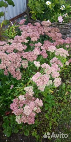 Кустарники Спиреи