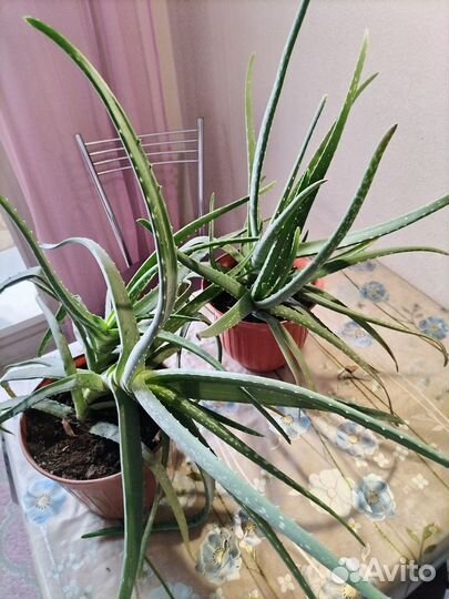 Алоэ вера лечебный