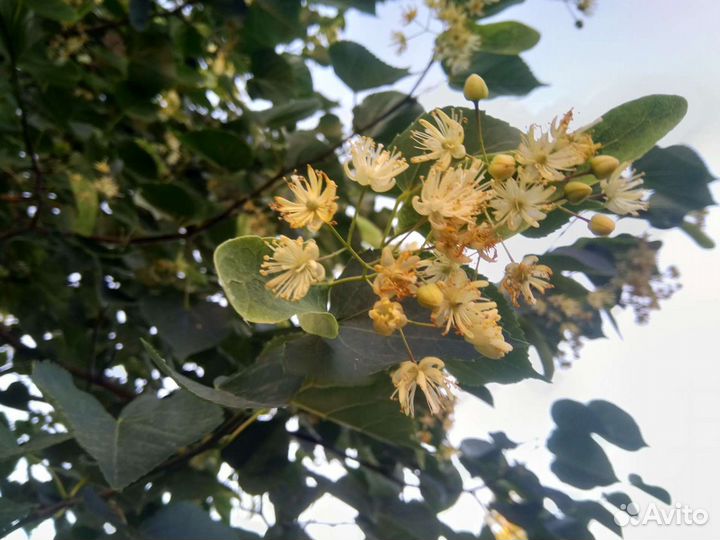 Саженцы липы, липовый цвет