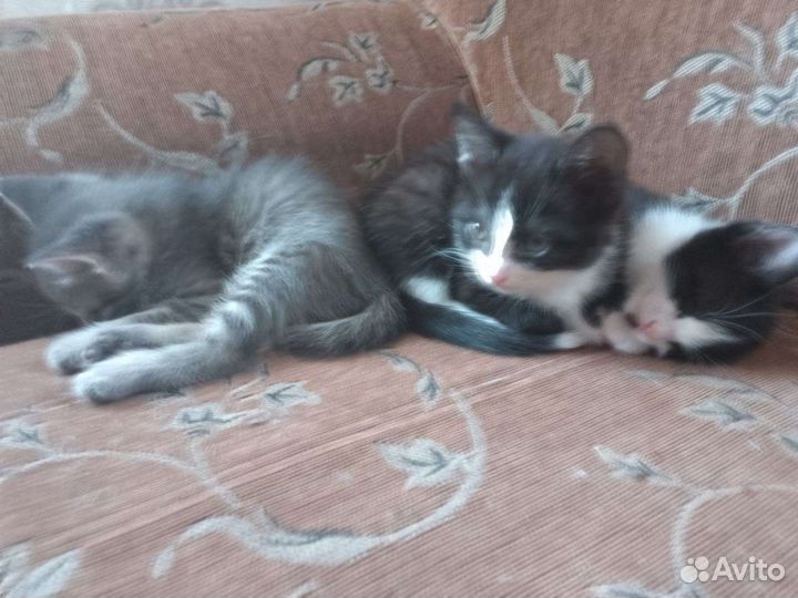 Котята в добрые руки бесплатно