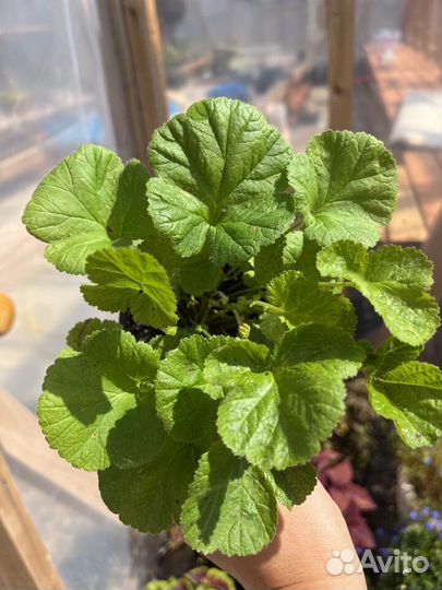 Гравилат розовый махровый, Кой(оранжевый)