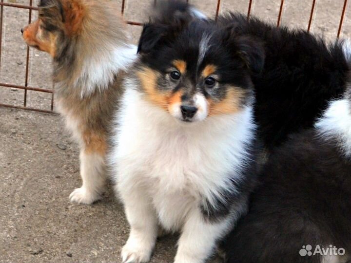 Шелти щенок