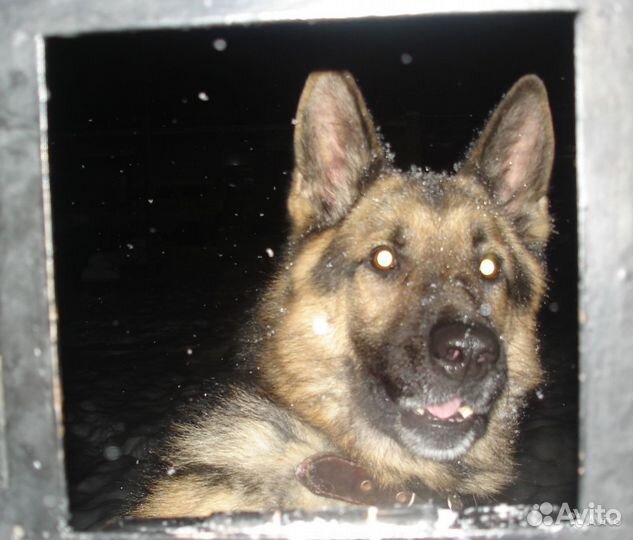 Дрессировка собак