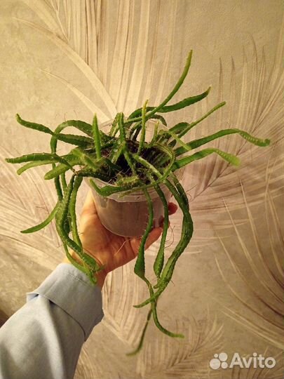 Кактус Питахайя