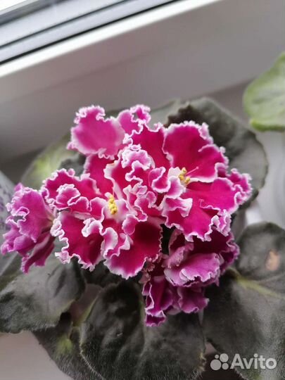 Детки и листики сортовых фиалок