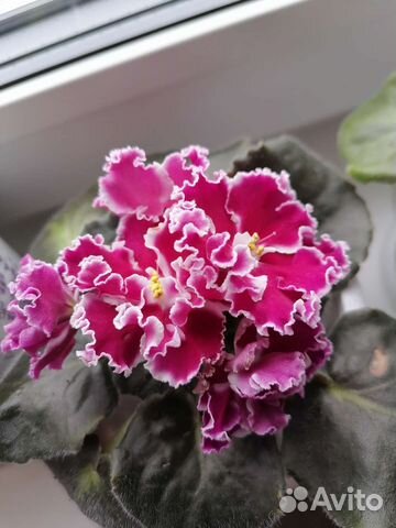 Детки и листики сортовых фиалок