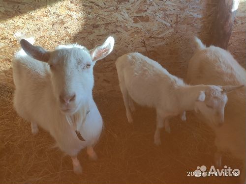 Бараны,козы