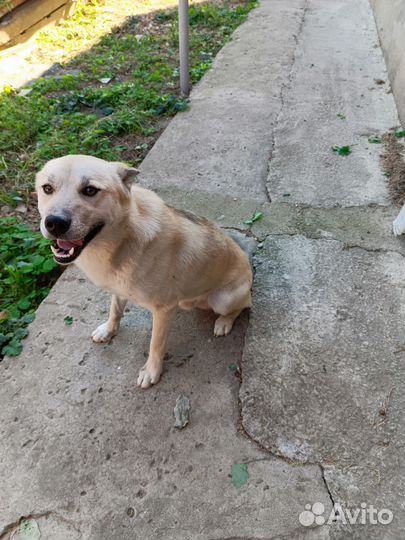 Отдам в добрые руки