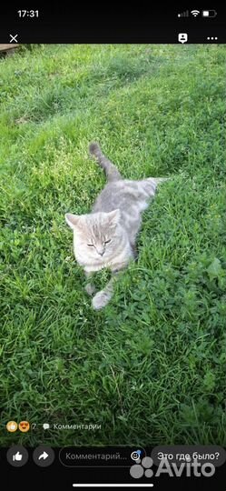 Кот на вязку