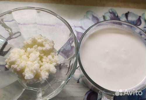 Кефирный тибетский молочный гриб