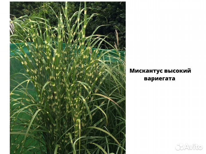 Декоративные злаки для сада, саженцы