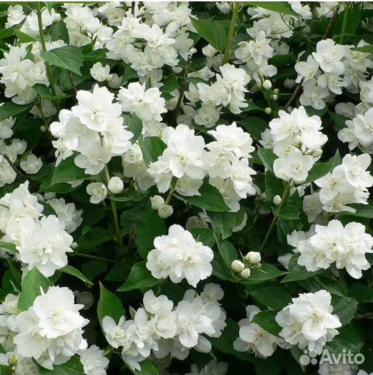 Саженцы жасмина/чебушника