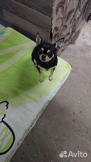 Чихуахуа мини