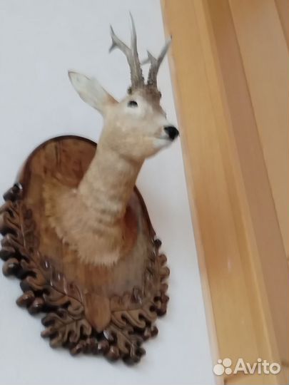 Чучело головы косули