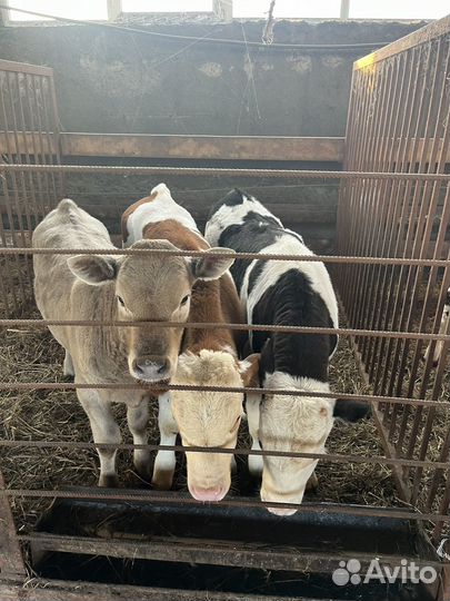 Телята, бычки телочки