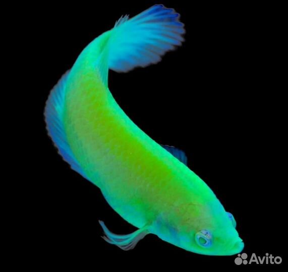 Аквариумные рыбки в ассортименте рыбка петушок