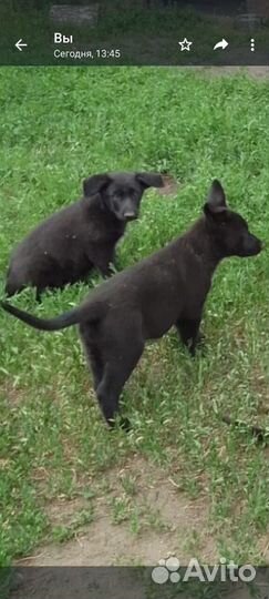 Продам щенка