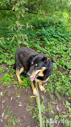 Собака Дантес