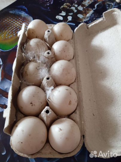 Утиные яйца