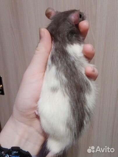 Крыса + корм