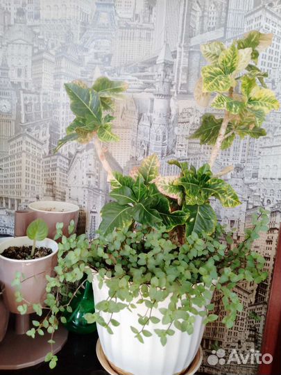 Комнатные цветы