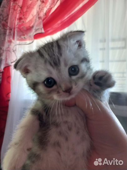 Шотландские вислоухие котята