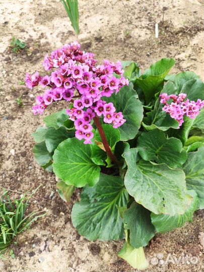 Цветы многолетние