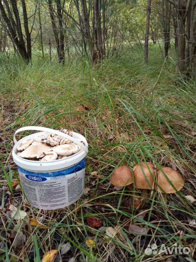 Белые грузди