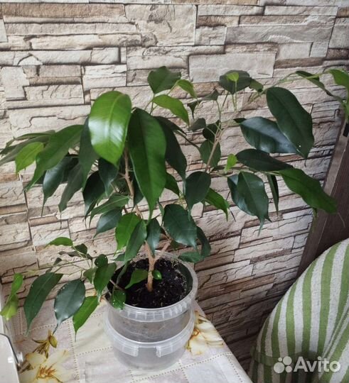 Фикус бенджамина
