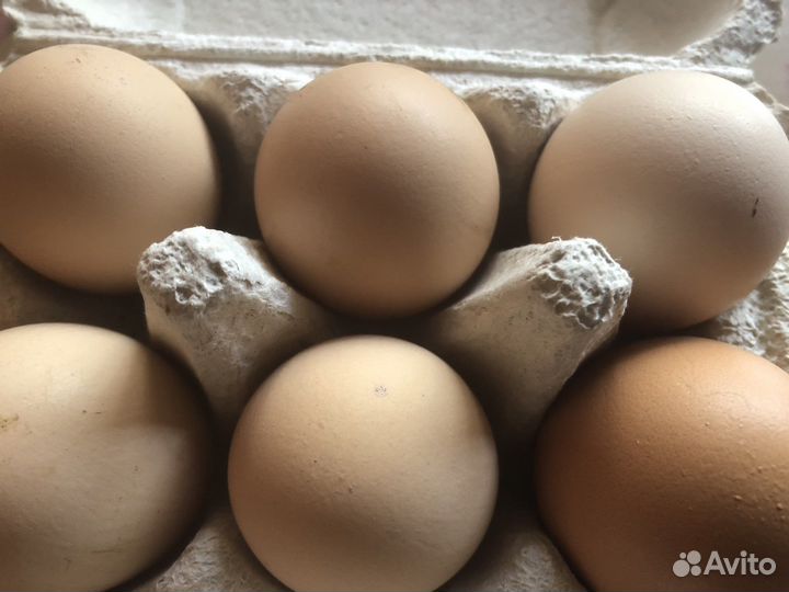 Яйцо инкубационное 40 р шт.кучинская юбилейная