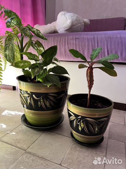 Комнатные растения