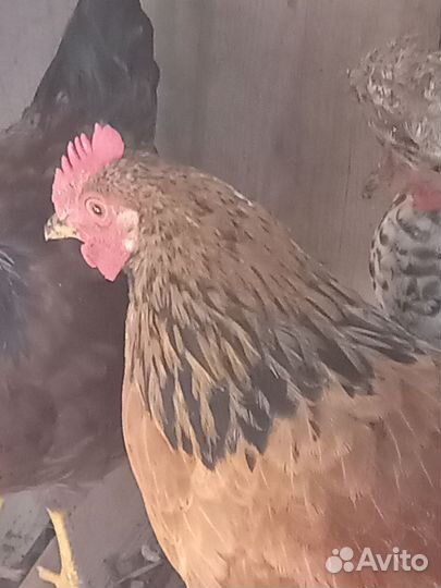 Молодые петухи