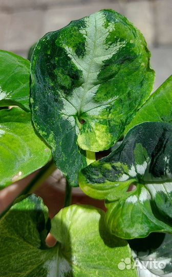 Сингониум Scrambled Eggs