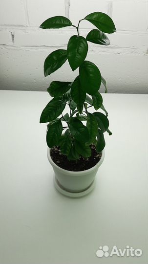 Дерево турецкого мандарина