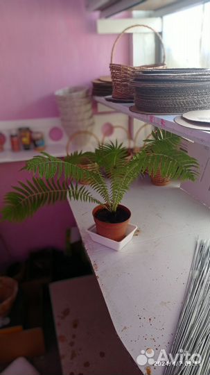 Папоротник