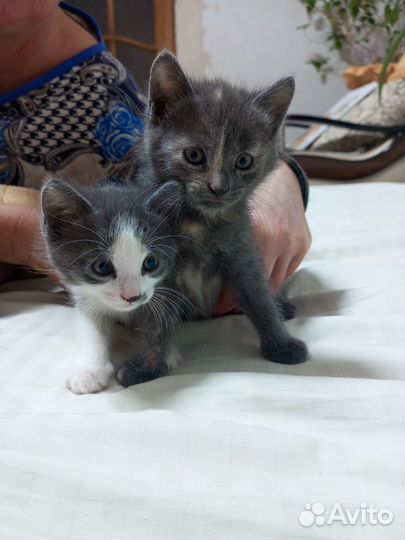 Продаются котята